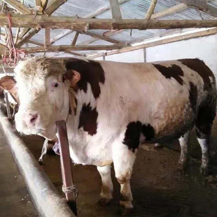 三个月牛犊 小牛犊价格 通凯 台州养牛场 免费运输 鲁西黄牛苗市场价格
