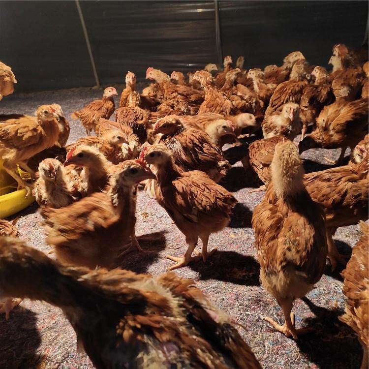 养殖场红玉鸡 红玉鸡养殖 市场批发可全国运送 龙翔