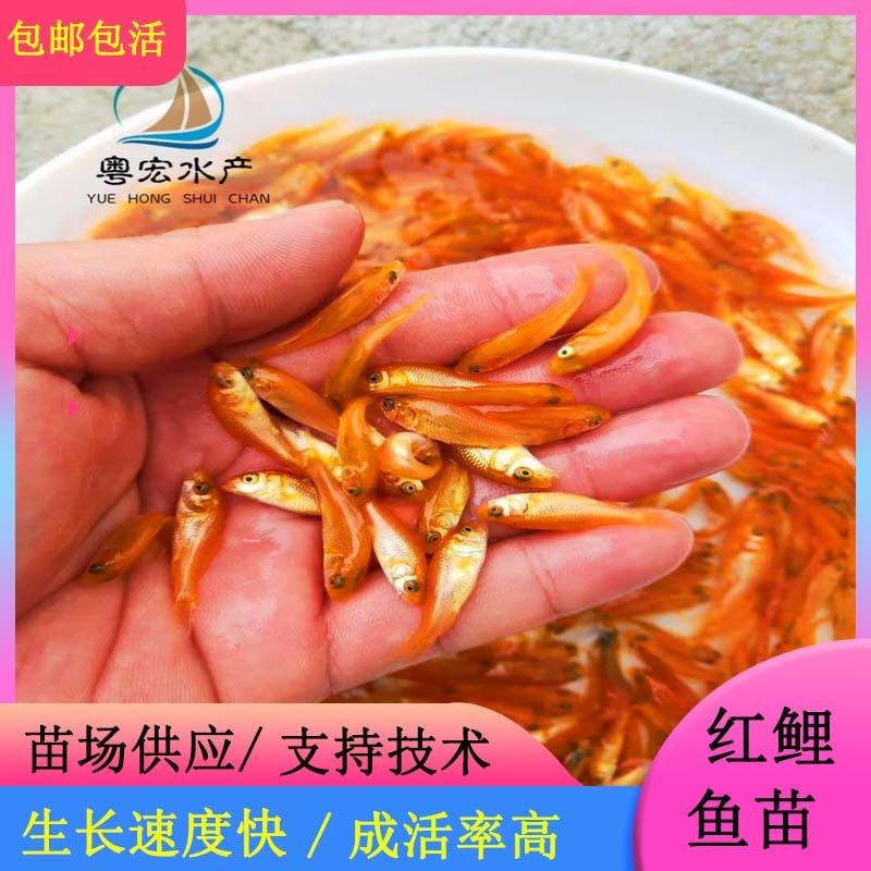 广西放生出售红鲤鱼苗 淡水兴国红鲤鱼苗