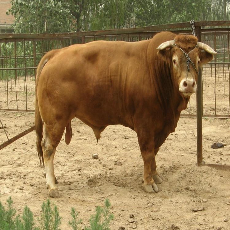 长期供应-利木赞牛-鲁西黄牛-种牛牛犊-欢迎来选购-龙翔牧业图片