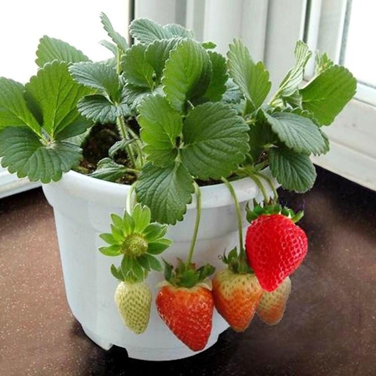 草莓苗四季种植  盆栽食用奶油草莓苗   室内室外大棚草莓苗    地栽种植南北方阳台庭院图片