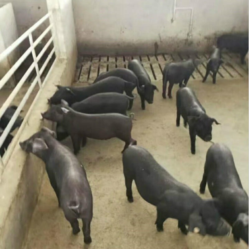 后备种猪 原种梅山母猪 优质公猪种购买 大体型纯黑猪品种