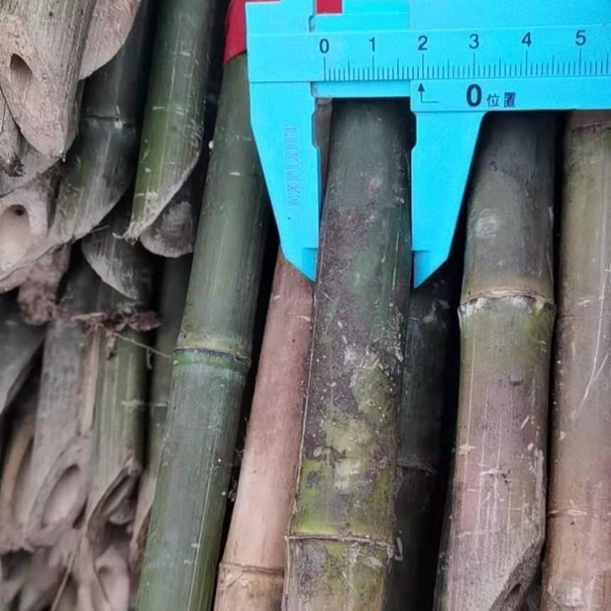 架菜竹竿厂家2米 2.5米  2.2米  3米瓜果蔬菜搭架 竹竿  批发金银花支撑架杆 旗杆竹子
