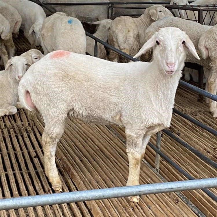 现在湖羊一只价格表 通凯 湖羊种羊报价大型湖羊肉羊养殖场 批发高产多胎湖羊母羊图片