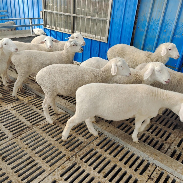 小尾寒羊羊羔价格 改良小尾寒羊养殖基地 龙翔 杜寒杂交绵羊出售 纯种