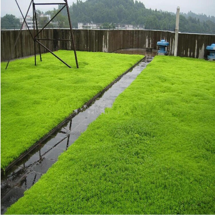 屋顶绿化佛甲草   宿根多年生草坪草皮佛甲草  容器盆栽地被金叶佛甲草