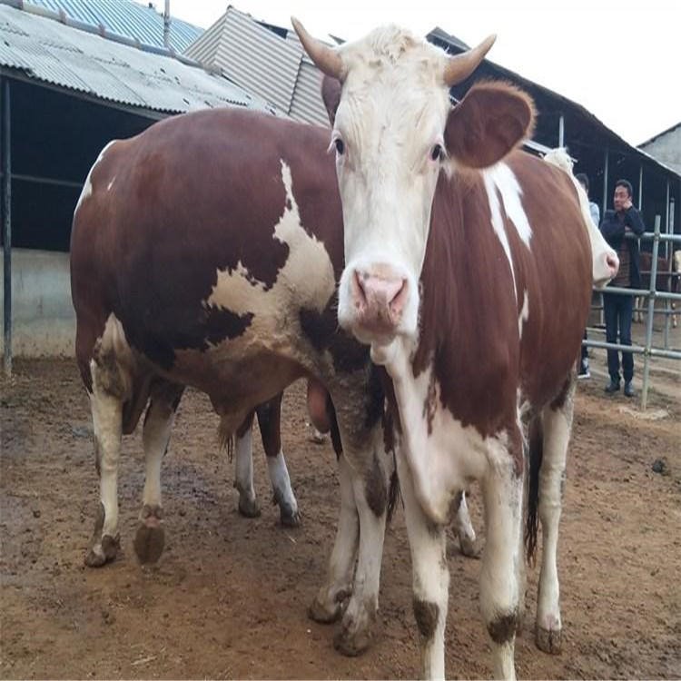 育肥利木赞牛 500斤公牛犊价格 通凯牧业 紫红花西门塔尔种牛场