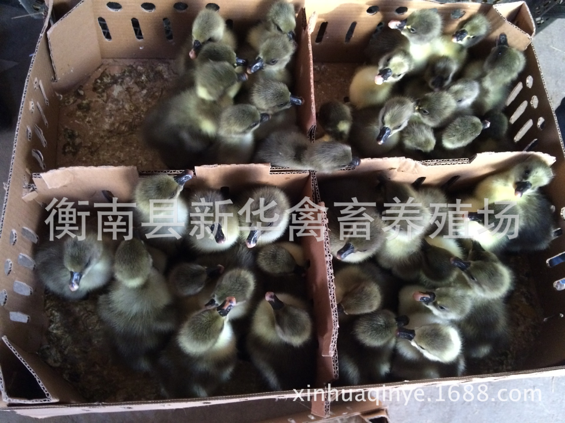 新华禽业厂家直销大量供应成活率高抗病能力强优质灰鹅出壳苗示例图3