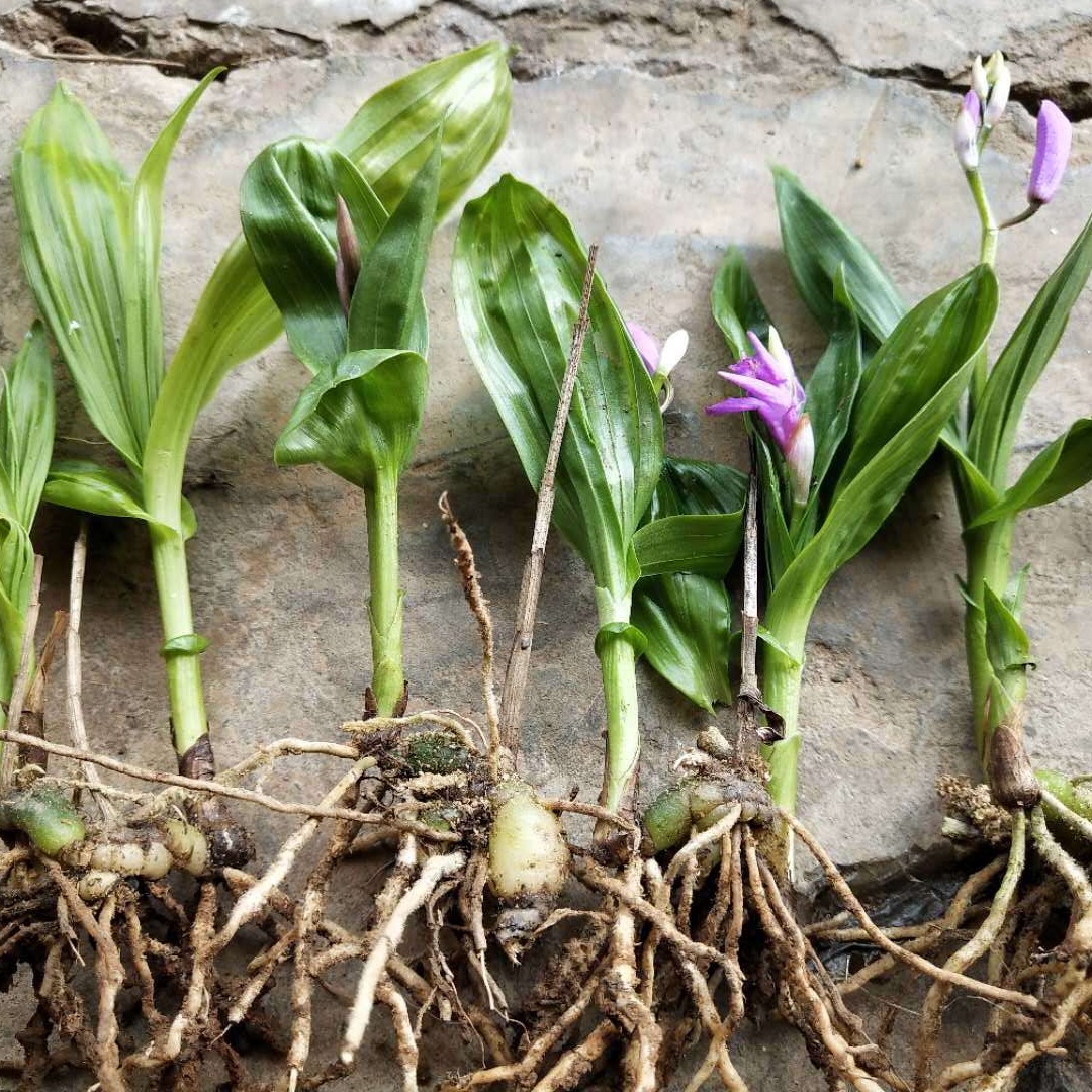 迪庆白及苗价格 紫花白芨种苗供应图片