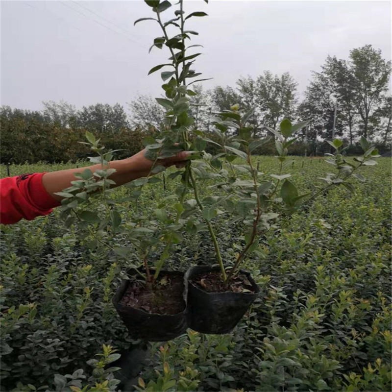 薄雾蓝莓苗育苗基地 3年蓝莓苗价格 品种多提供种植指导