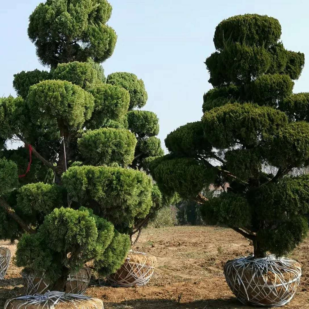 基地批发绿化苗龙柏树造型龙柏球量大从优