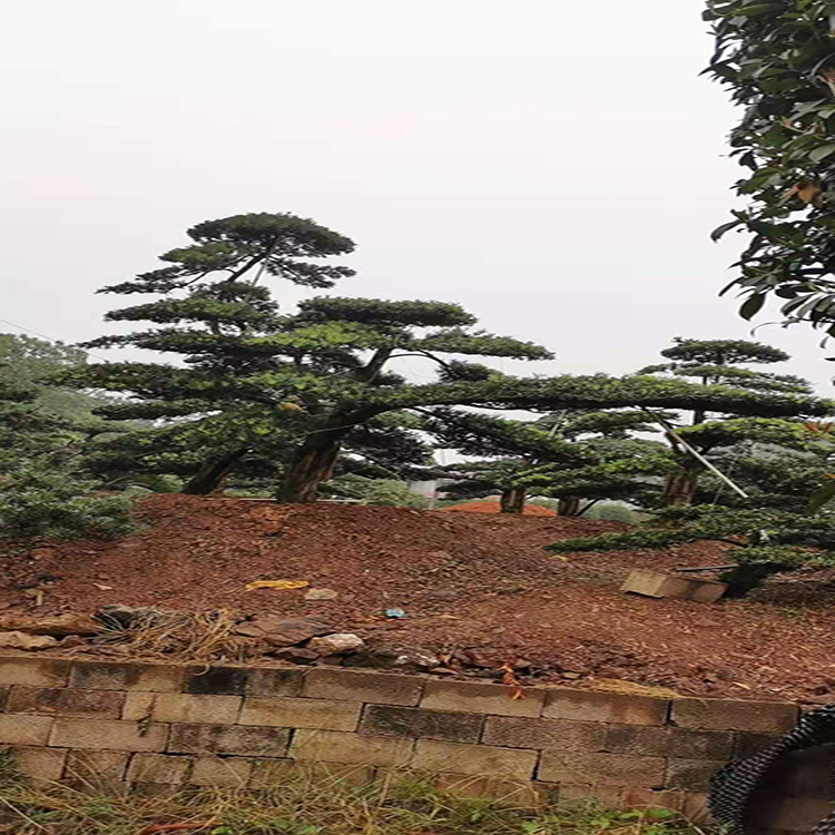 小叶罗汉松原盆 基地直销 18-19cm造型罗汉松桩景价格 35公分造型罗汉松 红成苗木