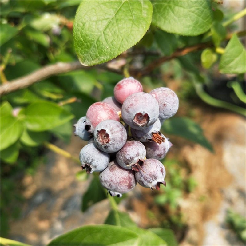 基地出售薄雾蓝莓苗 三年蓝莓苗价格表 供应薄雾蓝莓苗