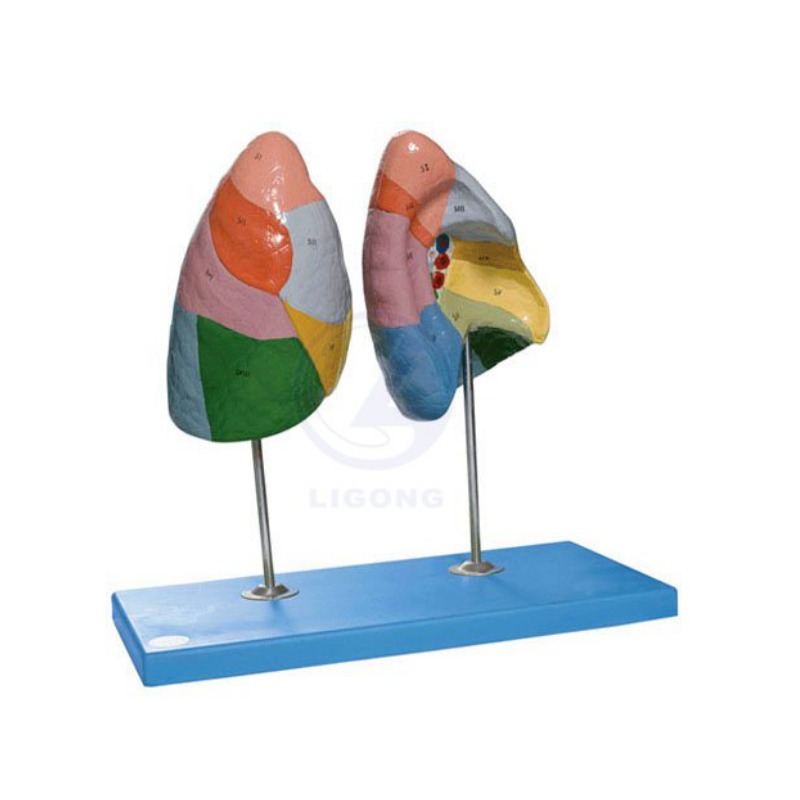 肺段模型实训考核装置  肺段模型实训设备 肺段模型综合实训台
