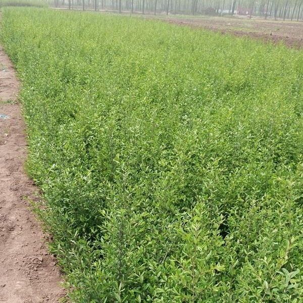 小叶水腊 40-50公分小叶水腊苗价格 绿化工程苗木
