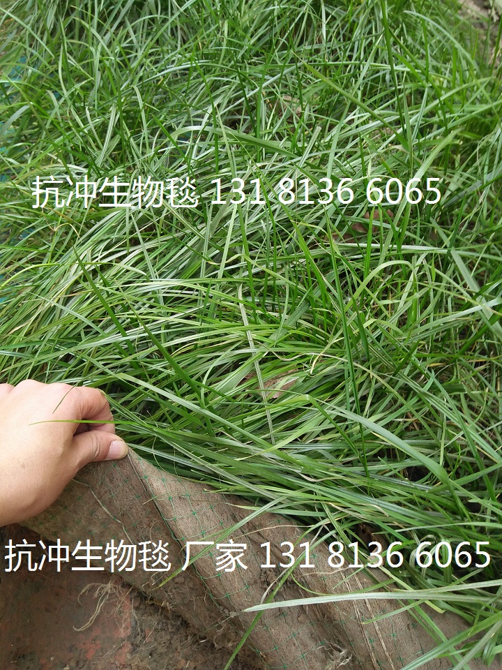 植生毯生态护坡，椰丝植生毯，椰丝植被毯边坡绿化示例图4