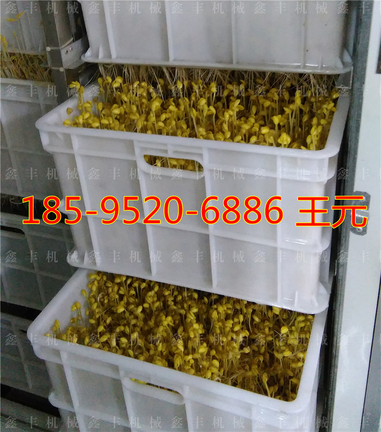 广东豆芽机 黄豆芽机厂家 全自动豆芽机价格示例图1