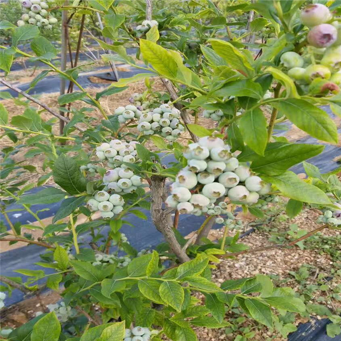 蓝莓苗 (3)