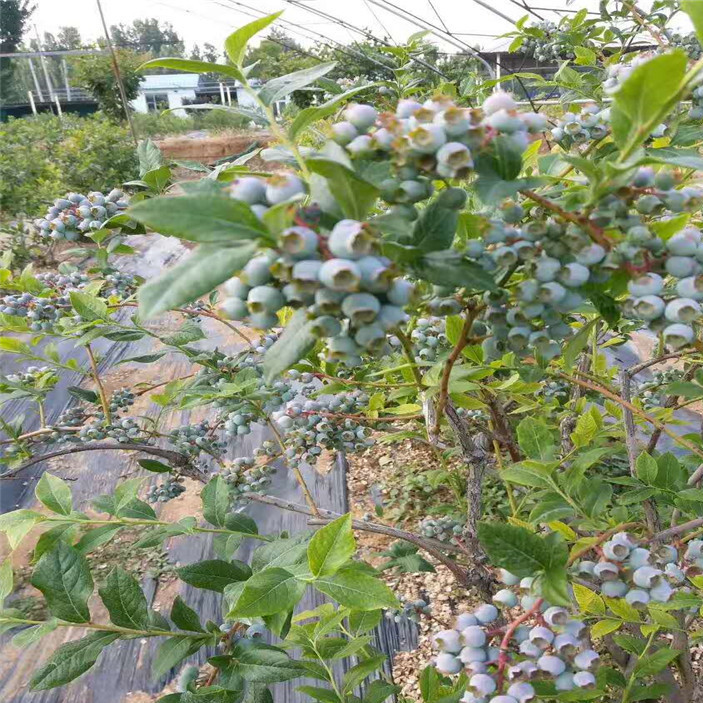 蓝莓苗 (4)