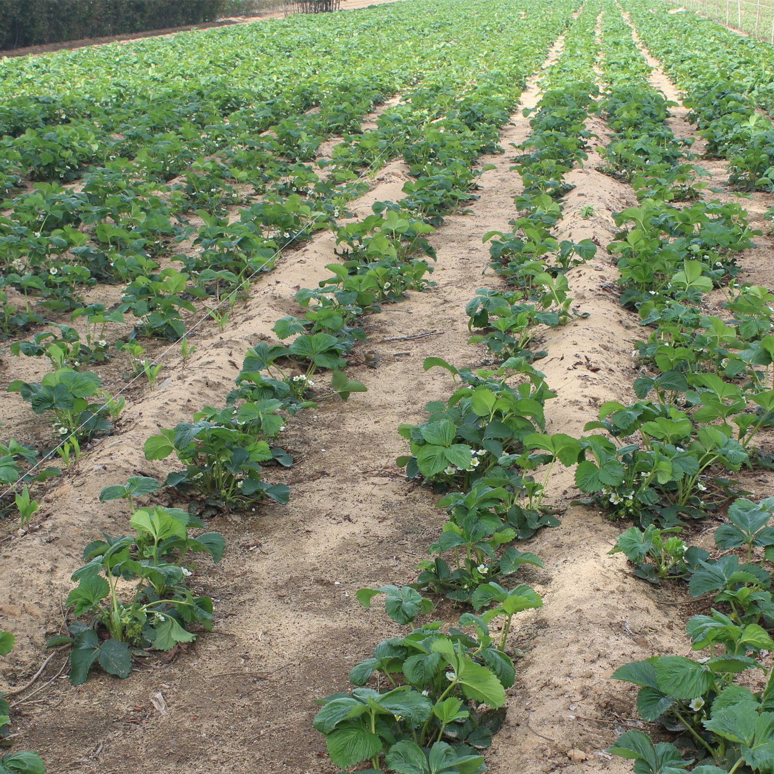 适合南北方种植天仙醉草莓 红袖添香草莓 抗旱抗涝 保证成活率示例图12