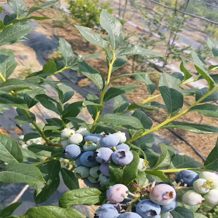 蓝莓苗 (6)