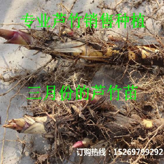 芦竹 芦竹苗 专业承接芦竹种植 销售各种水生植物示例图1