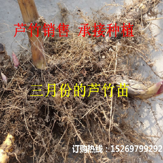 芦竹 芦竹苗 专业承接芦竹种植 销售各种水生植物示例图2