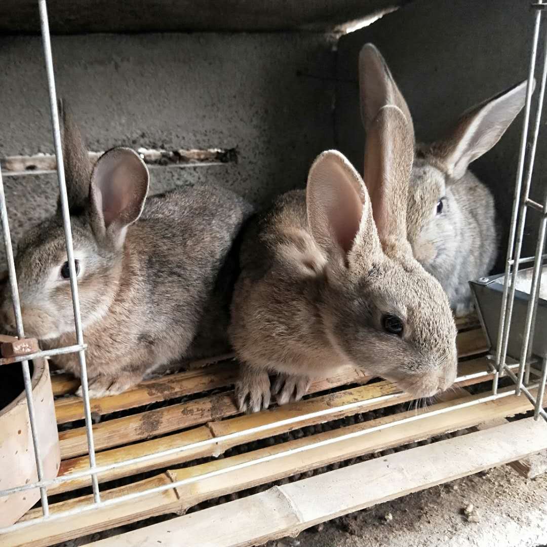 肉兔价格五斤重杂交兔价格兔子养殖场