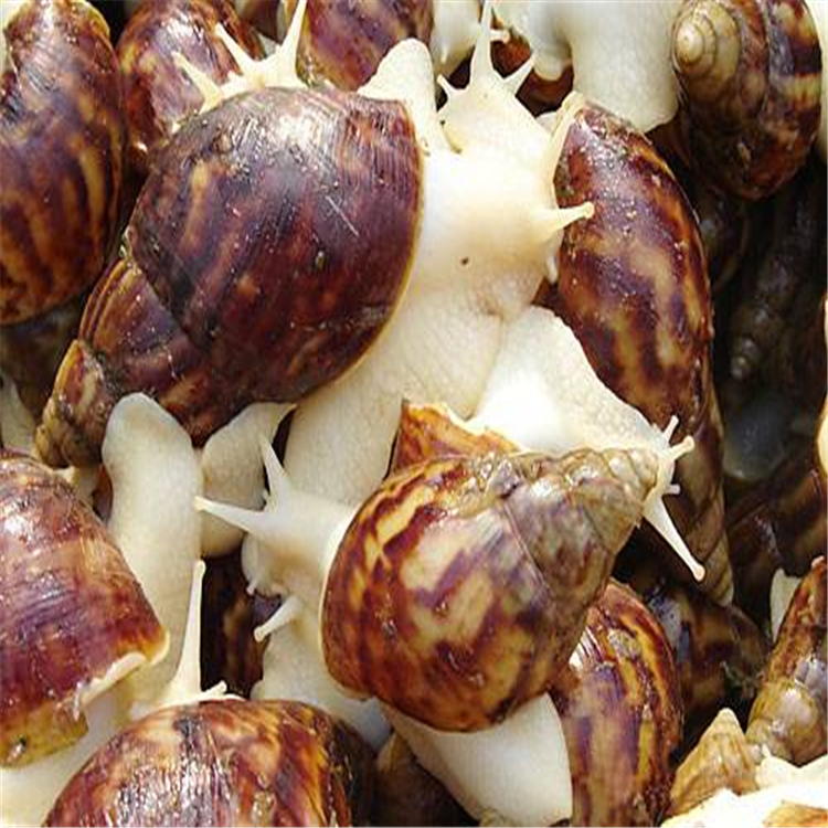 吐鲁番地区蜗牛价格蜗牛养殖场 专业繁殖白玉蜗牛养殖场