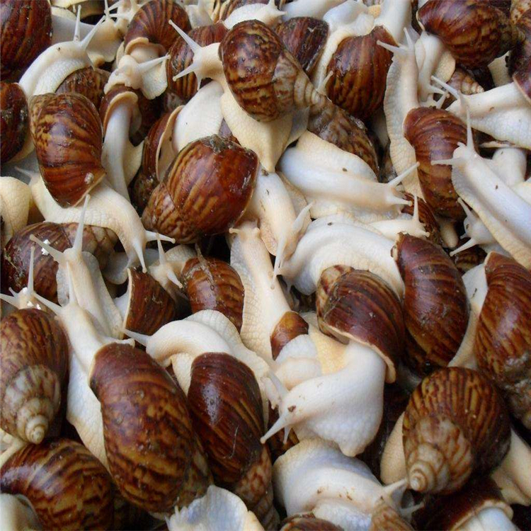 万州区蜗牛价格白玉蜗牛批发价格 蜗牛苗养殖养殖场