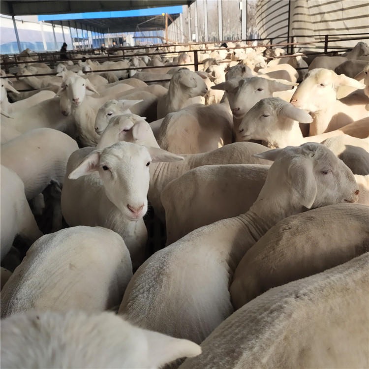 纯种杜泊绵羊价格 龙翔 纯种湖羊种公羊 3-4个月小尾寒羊价格