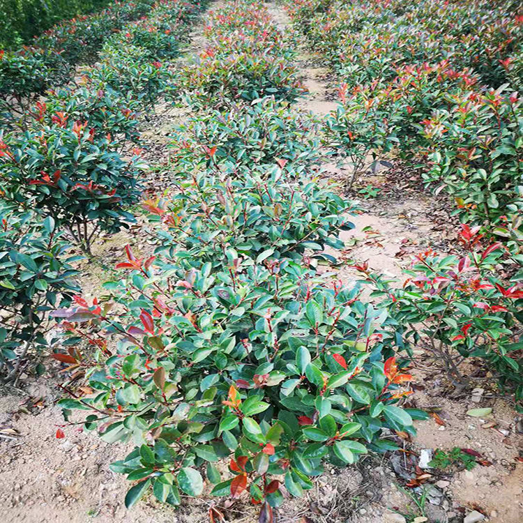 红叶石楠球行情  冠幅60公分-1.5米红叶石楠球 红叶石楠球苗  万青园林