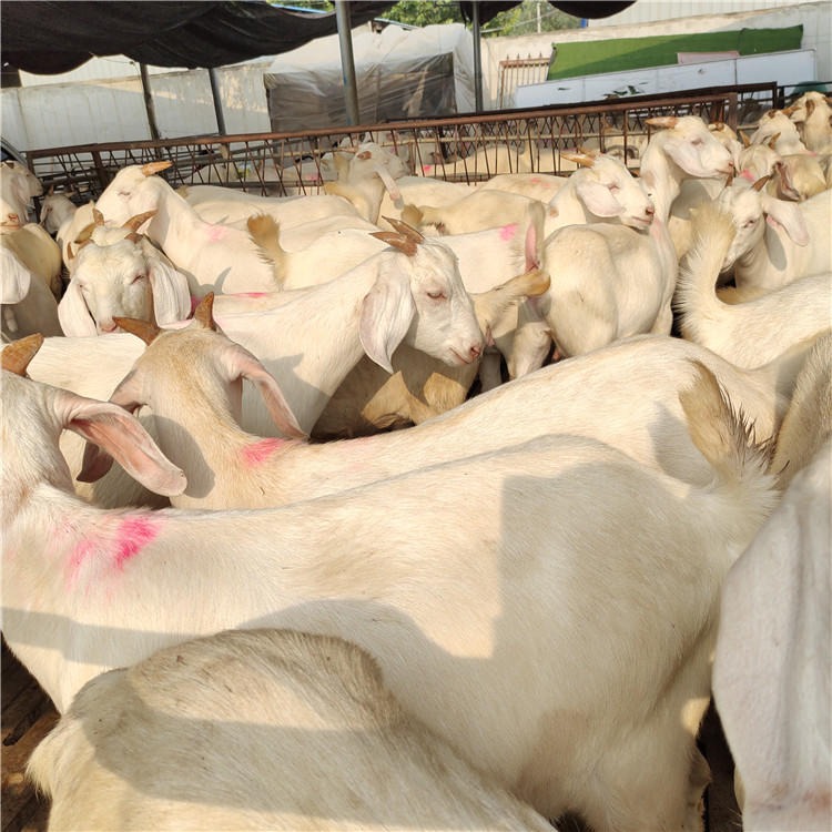 养殖场供应-美国白山羊种羊-出售山羊羊羔-小羊-提供养殖技术-龙翔牧业图片