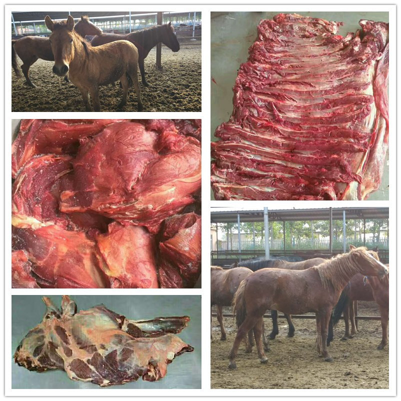 厂家进口蒙古马肉 传统美味食品马后腿肉现场现杀冷冻批发示例图22