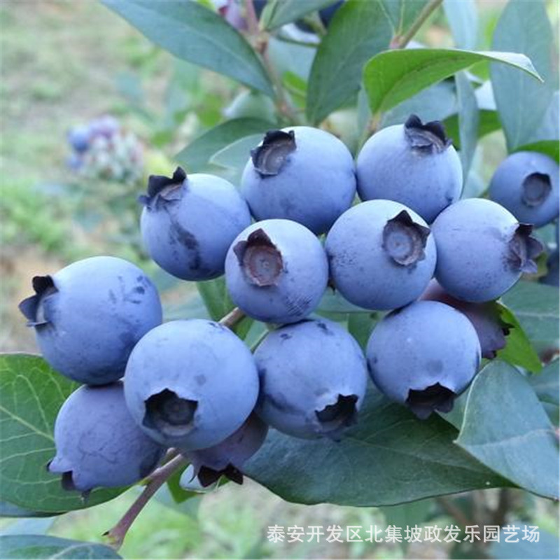 现货供应蓝莓苗 薄雾公爵蓝莓苗根系发达价格合理量大从优 蓝莓苗示例图3