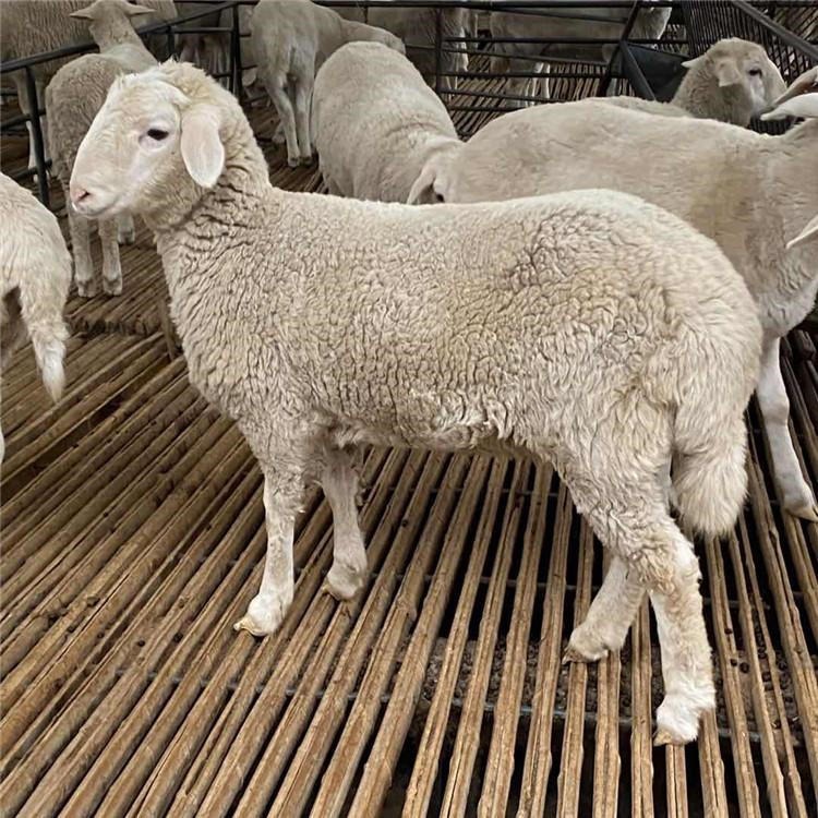 湖羊跟小尾寒羊养殖利润分析 浙江湖羊价格 通凯牧业 长势快繁殖力高湖羊养殖技术