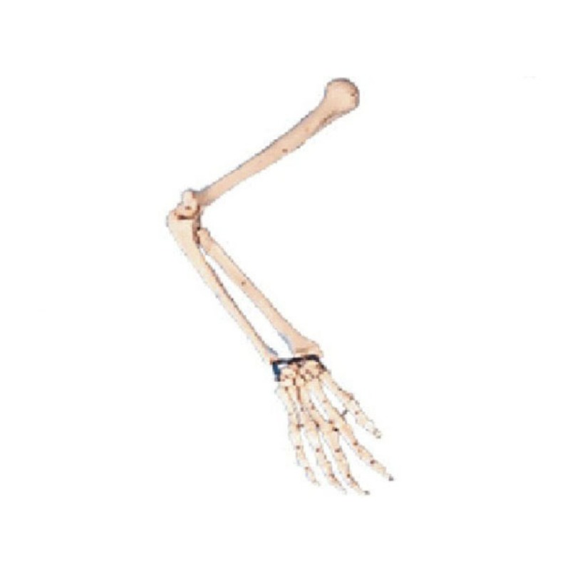 手臂骨模型实训考核装置  手臂骨模型实训设备 手臂骨模型综合实训台图片