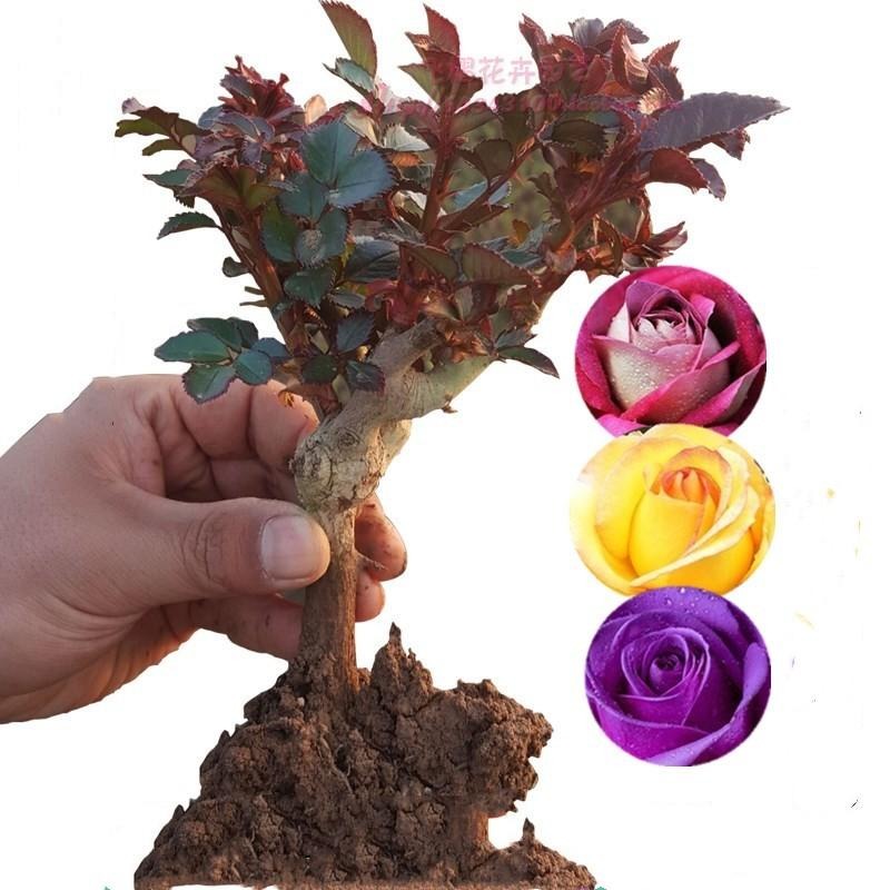 玫瑰花苗不含盆,盆栽造型花卉, 送种植说明 法国红 玫瑰花苗