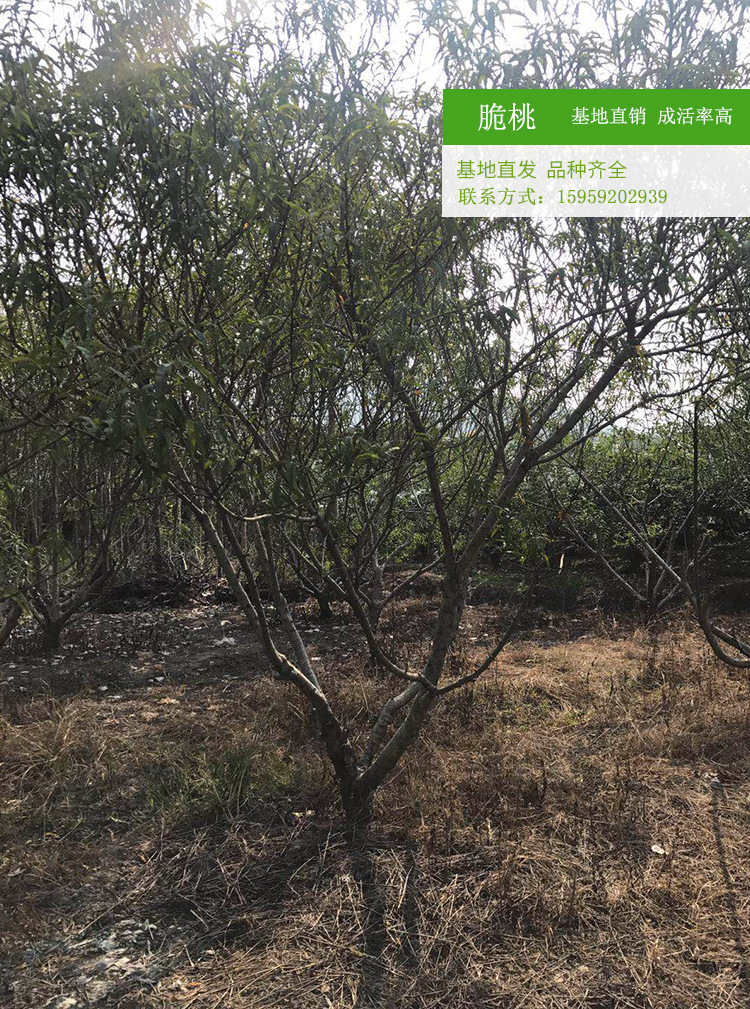 台湾脆桃 脆桃树冠幅3米农户种植批发 台湾脆桃地苗种植产地出售示例图10