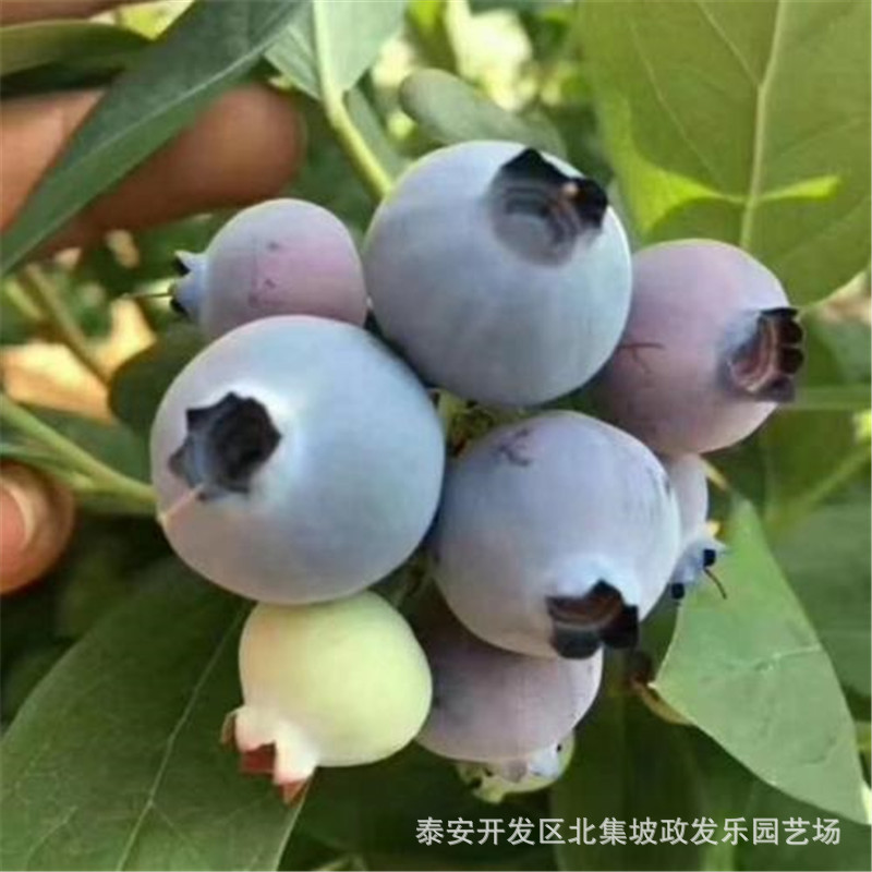 基地常年供应蓝莓苗薄雾蓝莓苗根系发达价格合理量大从优 蓝莓苗示例图2