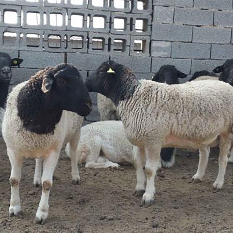 杜泊种羊提供养殖 供应杜泊绵羊价格 出售白头杜泊绵羊 现代 基地出售图片