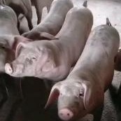 万牧猪业供应长太二元母猪原种二元母猪二元母猪价格大白母猪长白母猪