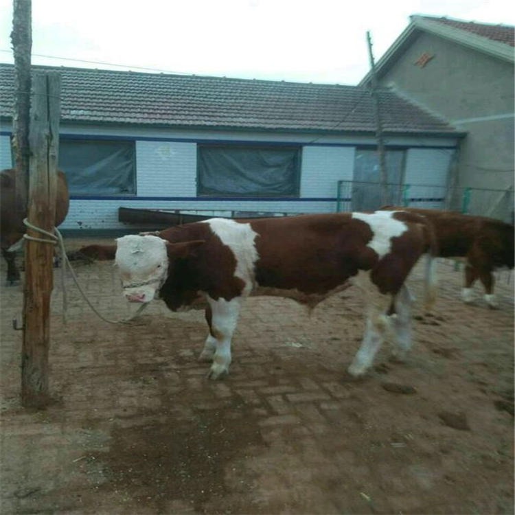 西门塔尔小牛价格 云南小牛养殖场 好养活 小肉牛