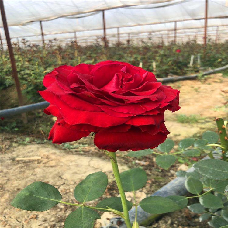 供应园艺花卉用种苗 可观赏玫瑰月季花苗 昆明基地自产自销 玫瑰花苗