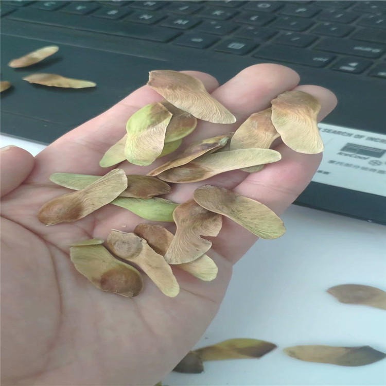 今年新採下树五角枫种子树籽新鲜胚芽鲜活发芽率高