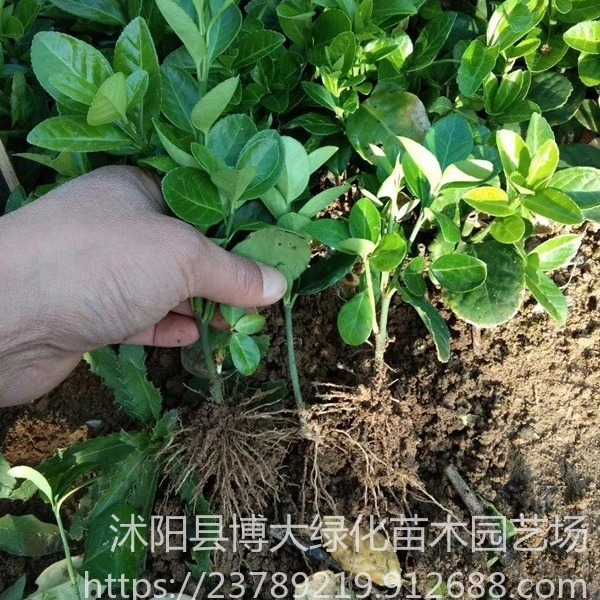北海道黄杨供应 10-20公分北海道黄杨小苗 床苗 根系发达