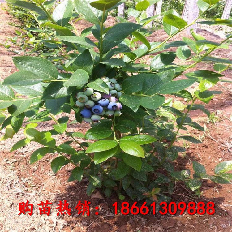 薄雾蓝莓苗大量批发两年生薄雾蓝莓成苗 种植蓝莓苗指导