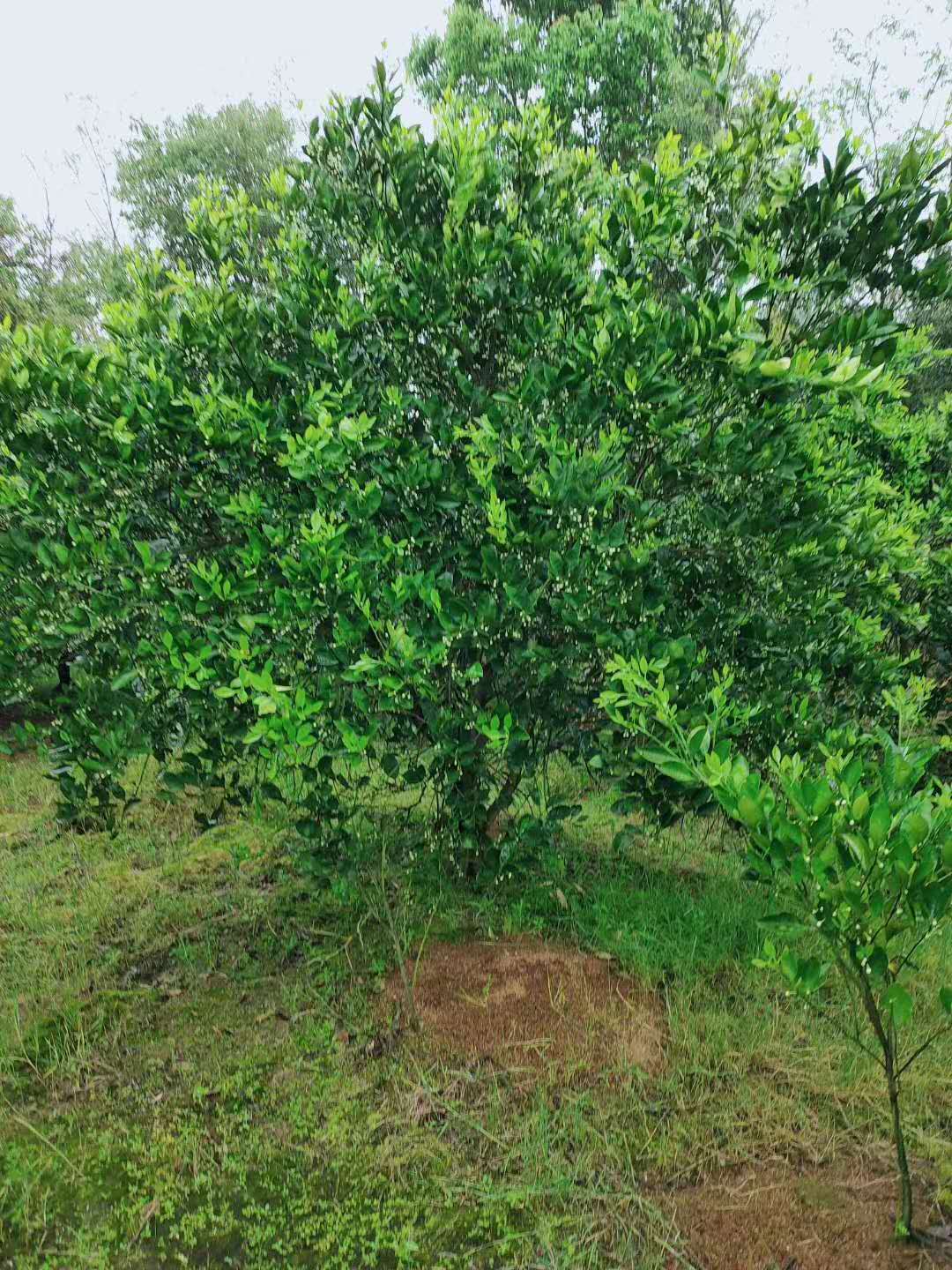 胡柚祖宗树图片