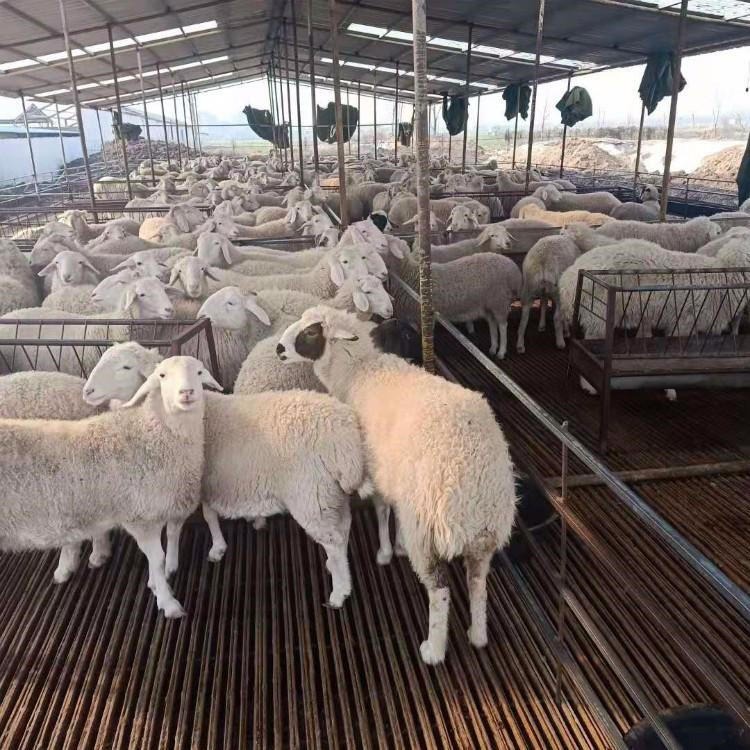 活羊市场价格 湖羊种羊 纯种湖羊价格 通凯养殖场 种羊报价图片