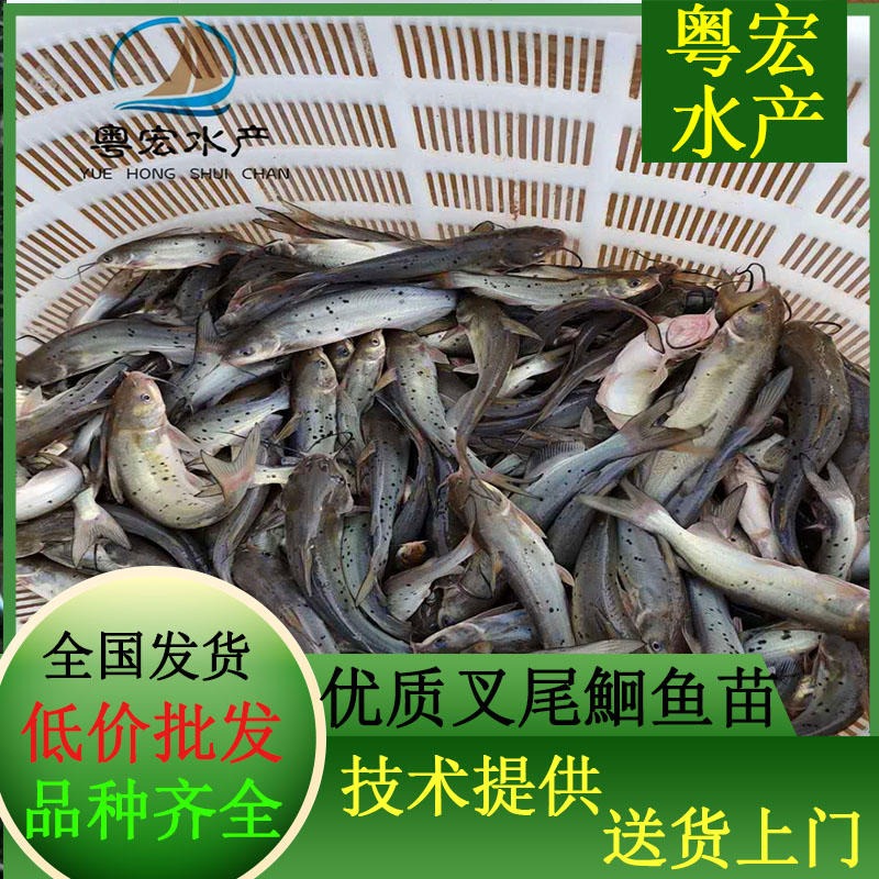 深圳叉尾鮰鱼苗批发 珠海斑点叉尾鮰鱼苗提供喂养方法